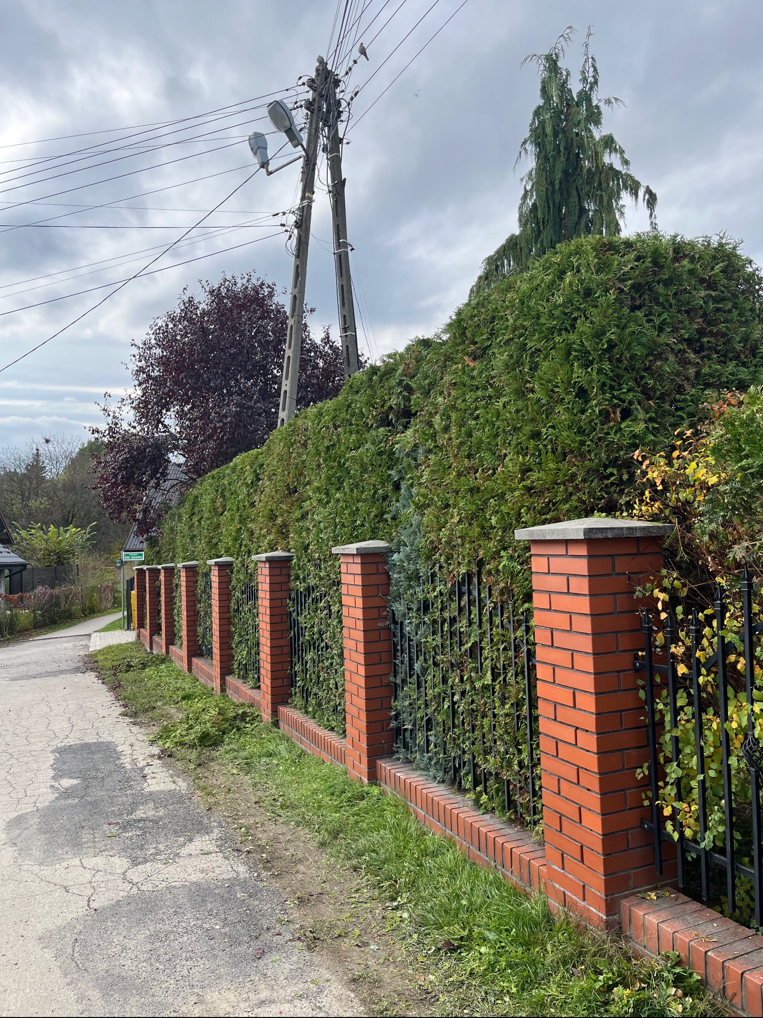 Żywopłot z tui formowany wzdłuż ceglanego ogrodzenia z metalowymi przęsłami, widok z chodnika. Na chodniku leżą resztki po przycinaniu.