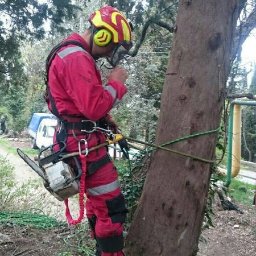 Wycinka drzew Kraków 2