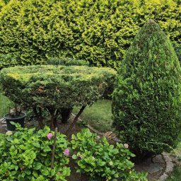 Wycinka drzew Kraków 3