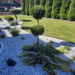 Wycinka drzew Kraków 4