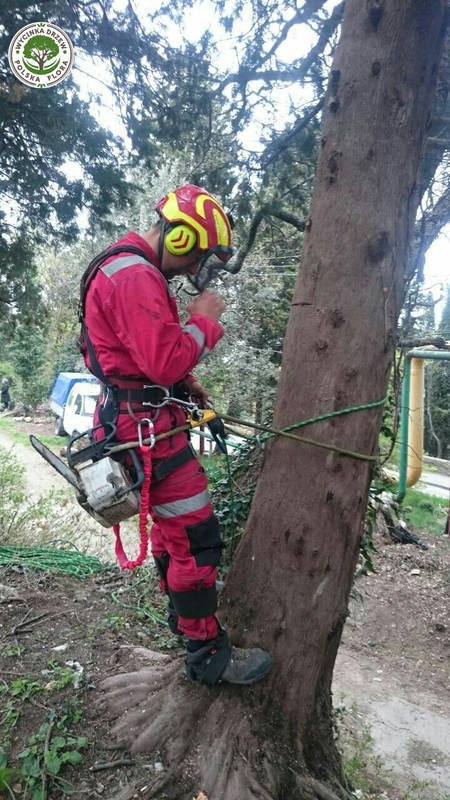 Arborysta w czerwonym kombinezonie, z piłą spalinową, zabezpieczony linami, przygotowuje się do pracy na drzewie w otoczeniu zieleni i z zaparkowanym busem w tle.