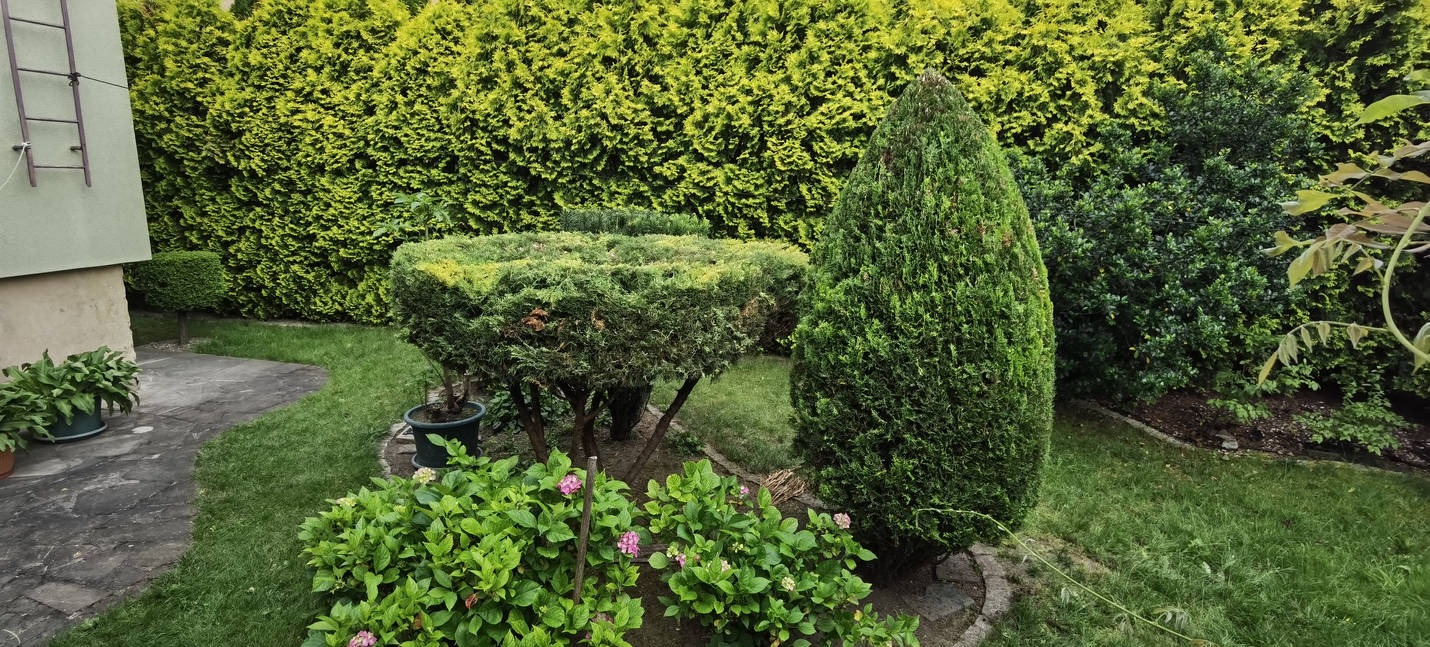 Zadbany ogród z formowanymi krzewami iglastymi i rabatą kwitnących hortensji na pierwszym planie. W tle wysoki żywopłot z tui.
