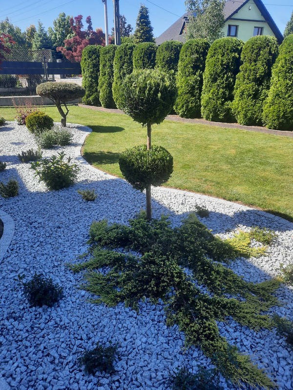 Ogród z równo przystrzyżonymi krzewami i drzewami, wysypany białym kamieniem, z zielonym trawnikiem i wysokim żywopłotem w tle, w słoneczny dzień.