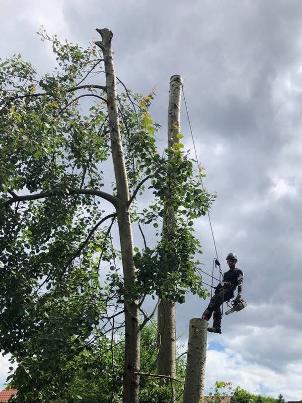 Arborysta w kasku, na linie, z piłą spalinową, obok ściętych pni drzew na tle pochmurnego nieba. Widoczny fragment dachu budynku.