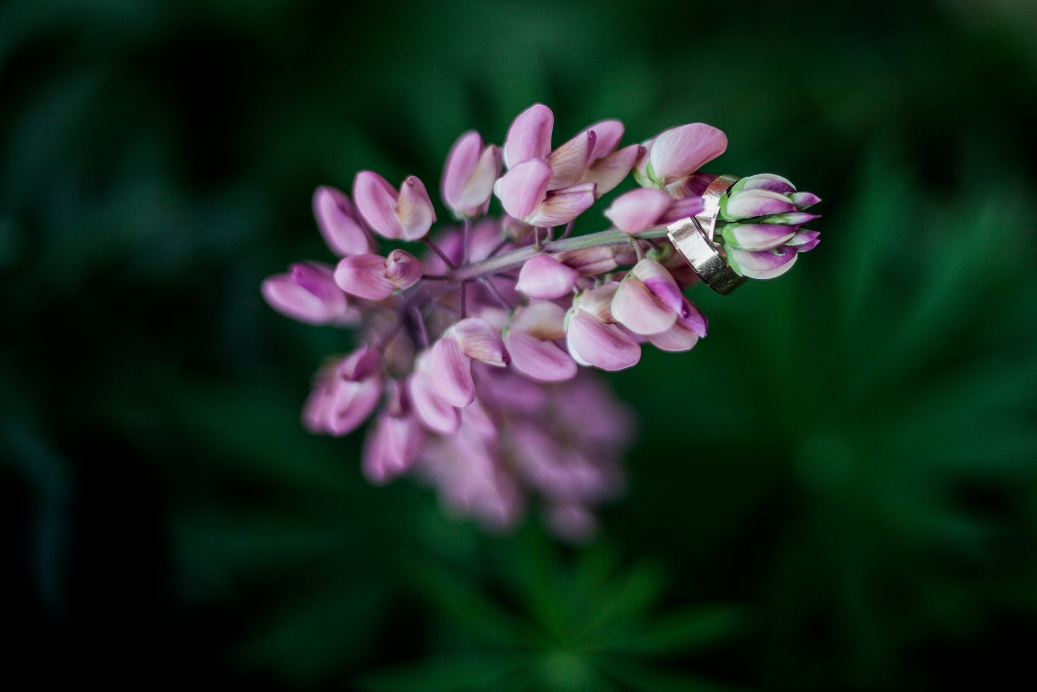 Dwa złote obrączki ślubne na delikatnym, różowym kwiatostanie łubinu na rozmytym, ciemnozielonym tle. Makro, subtelne światło.
