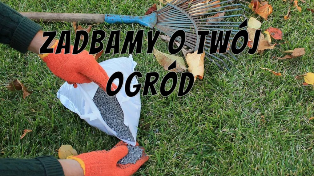 Na trawniku leżą grabie, a ręce w pomarańczowych rękawicach rozsypują nawóz z białego worka. Jesienne liście na trawie. Tekst: Zadbamy o Twój ogród.