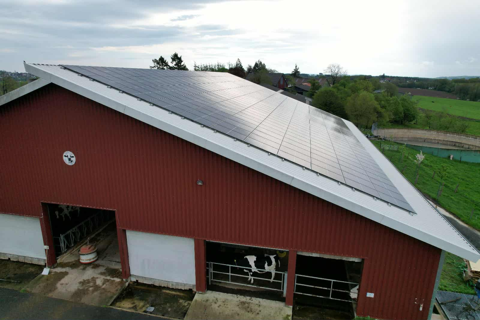 Panele słoneczne na dachu stodoły w wiejskim otoczeniu. Widoczne krowy wewnątrz budynku. Ujęcie z góry.