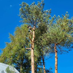 Wycinka drzew Krosno 4