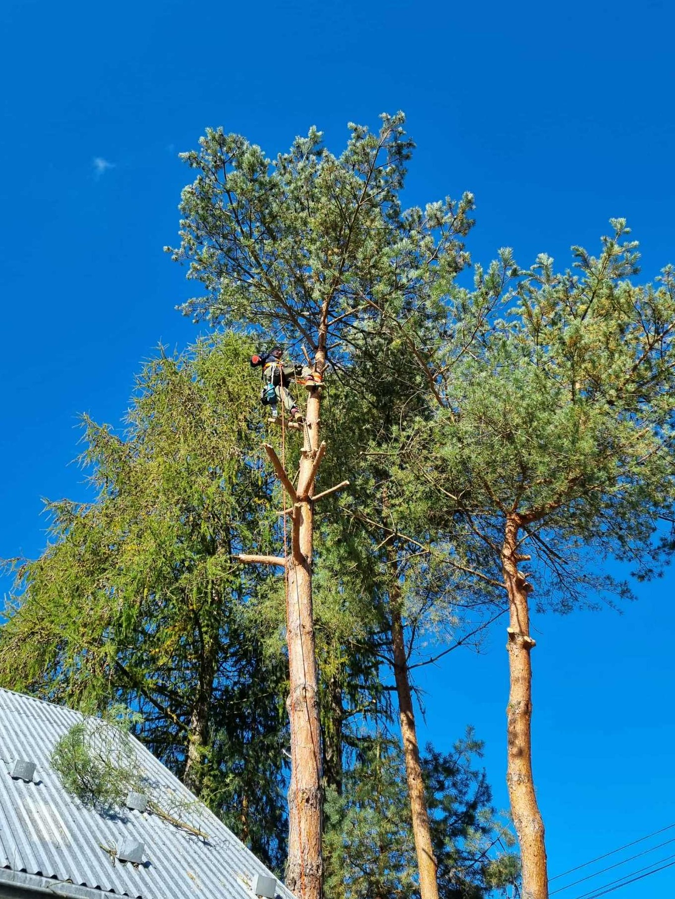 Arborysta w uprzęży, w trakcie wycinki drzewa iglastego na tle błękitnego nieba. Widoczne ścięte gałęzie i fragment dachu budynku.