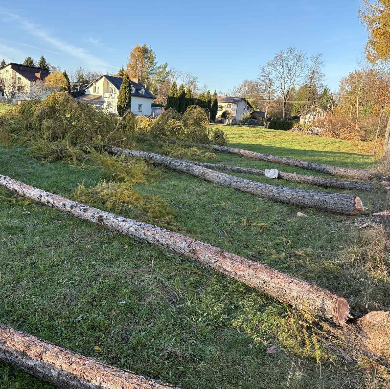 Ścięte pnie drzew iglastych leżą na trawie, w tle zabudowa jednorodzinna w słoneczny dzień. Widoczne ślady po wycince.