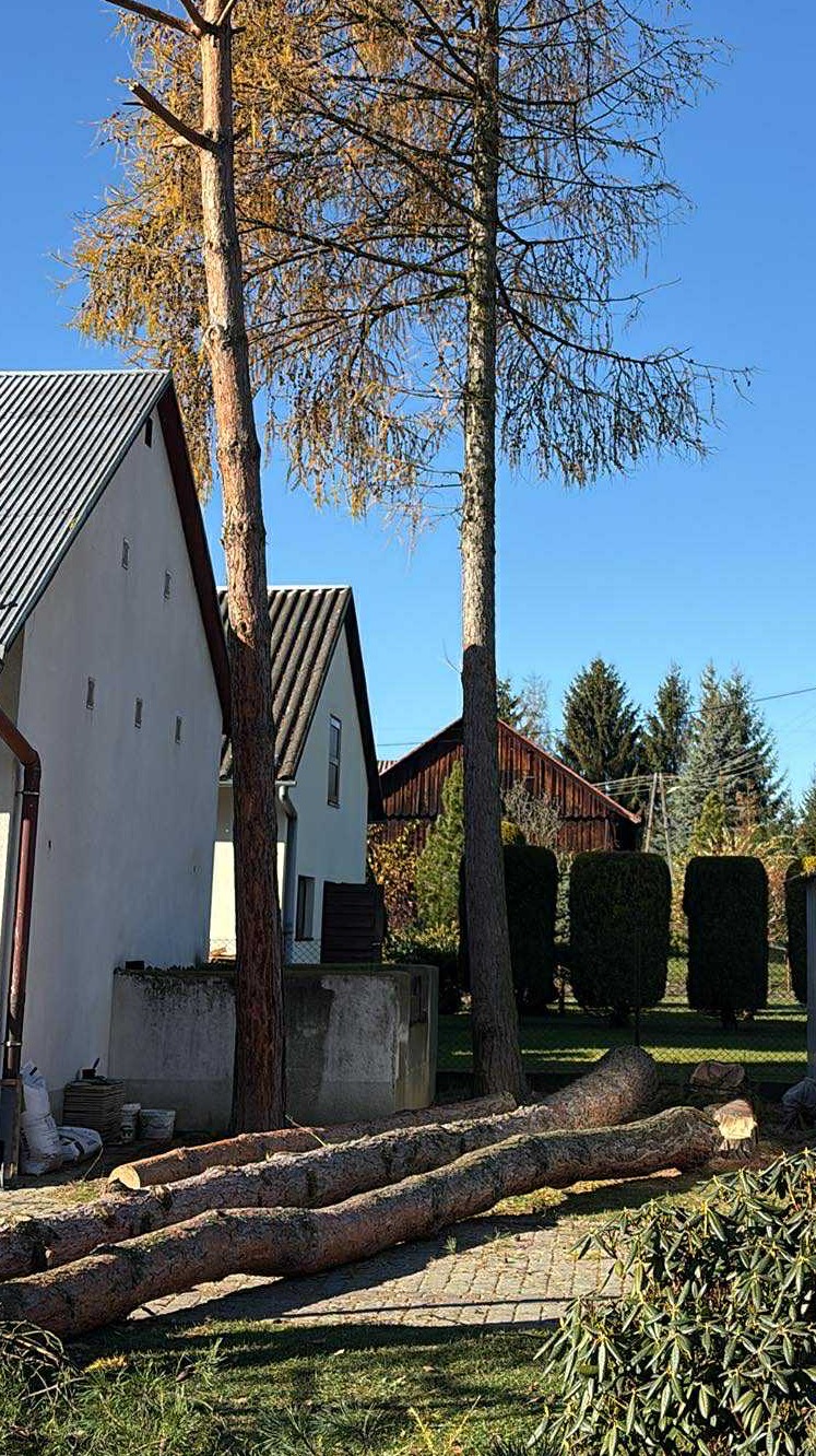 Ścięte pnie drzew leżące na trawie przed domem w słoneczny dzień. Widoczne dwa drzewa i budynki w tle. Prace ogrodnicze po wycince.