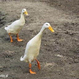 Translator fast - Webmasterzy Chojna