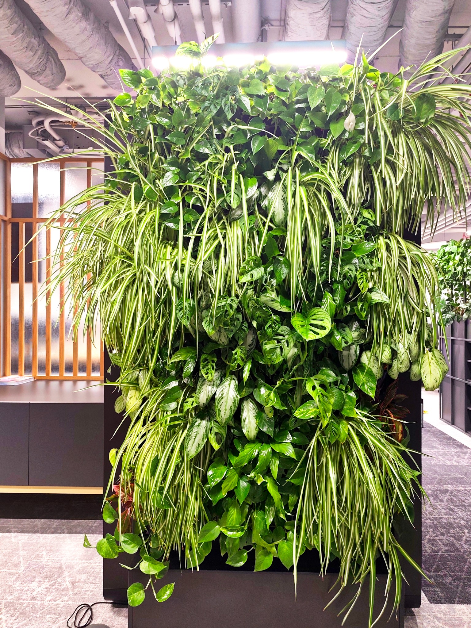 Wertykalny ogród z różnorodnymi roślinami w biurze, oświetlony od góry. Widoczne pnącza, zielone liście i element wystroju wnętrza.