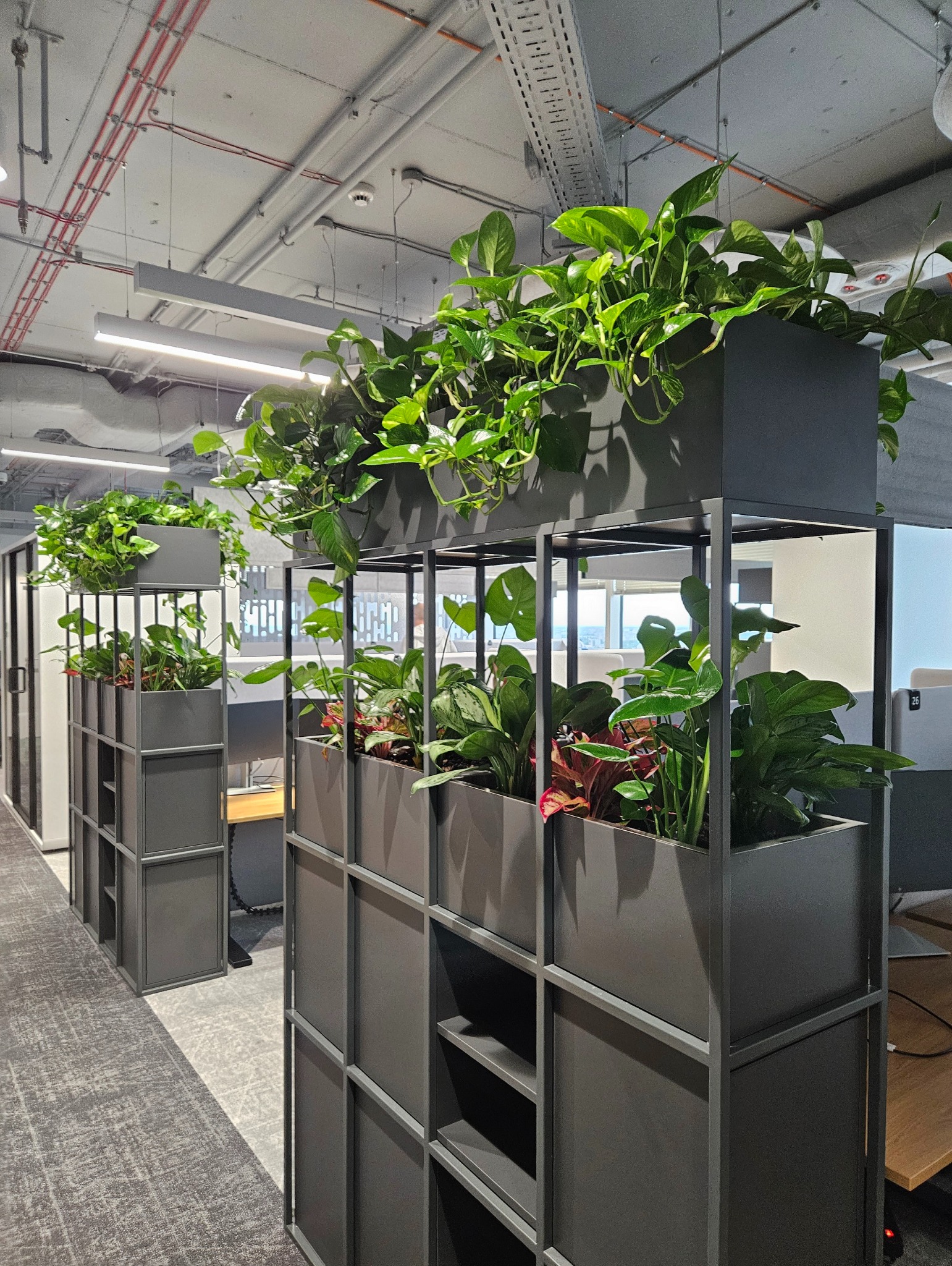 Nowoczesne donice z roślinami w biurze. Metalowe konstrukcje z zielenią oddzielają przestrzeń biurową, tworząc naturalny, designerski akcent.