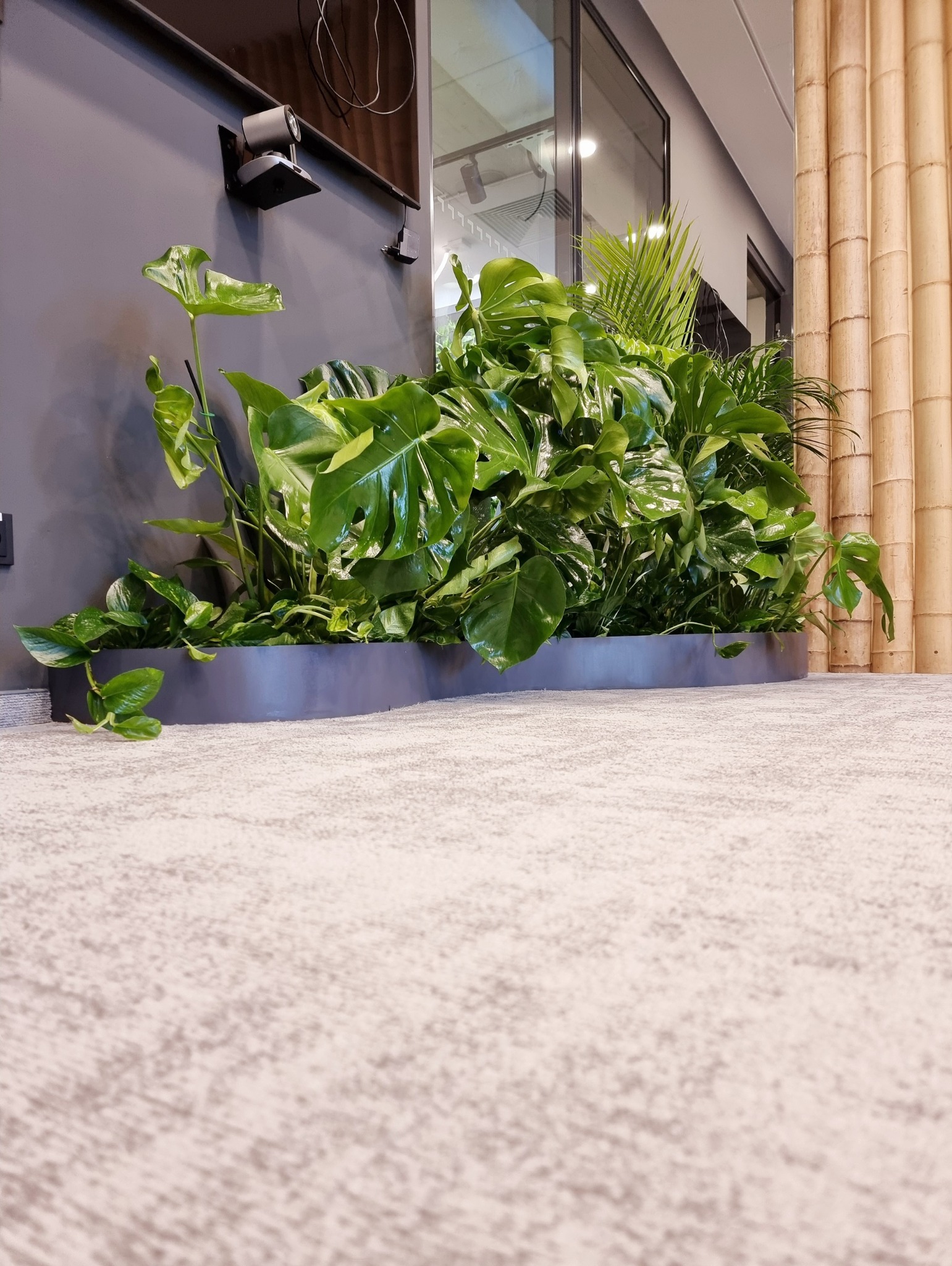 Wnętrze biurowe z aranżacją roślinną w szarej donicy, widok z poziomu podłogi. W tle ściana z lampą i bambusowa dekoracja.