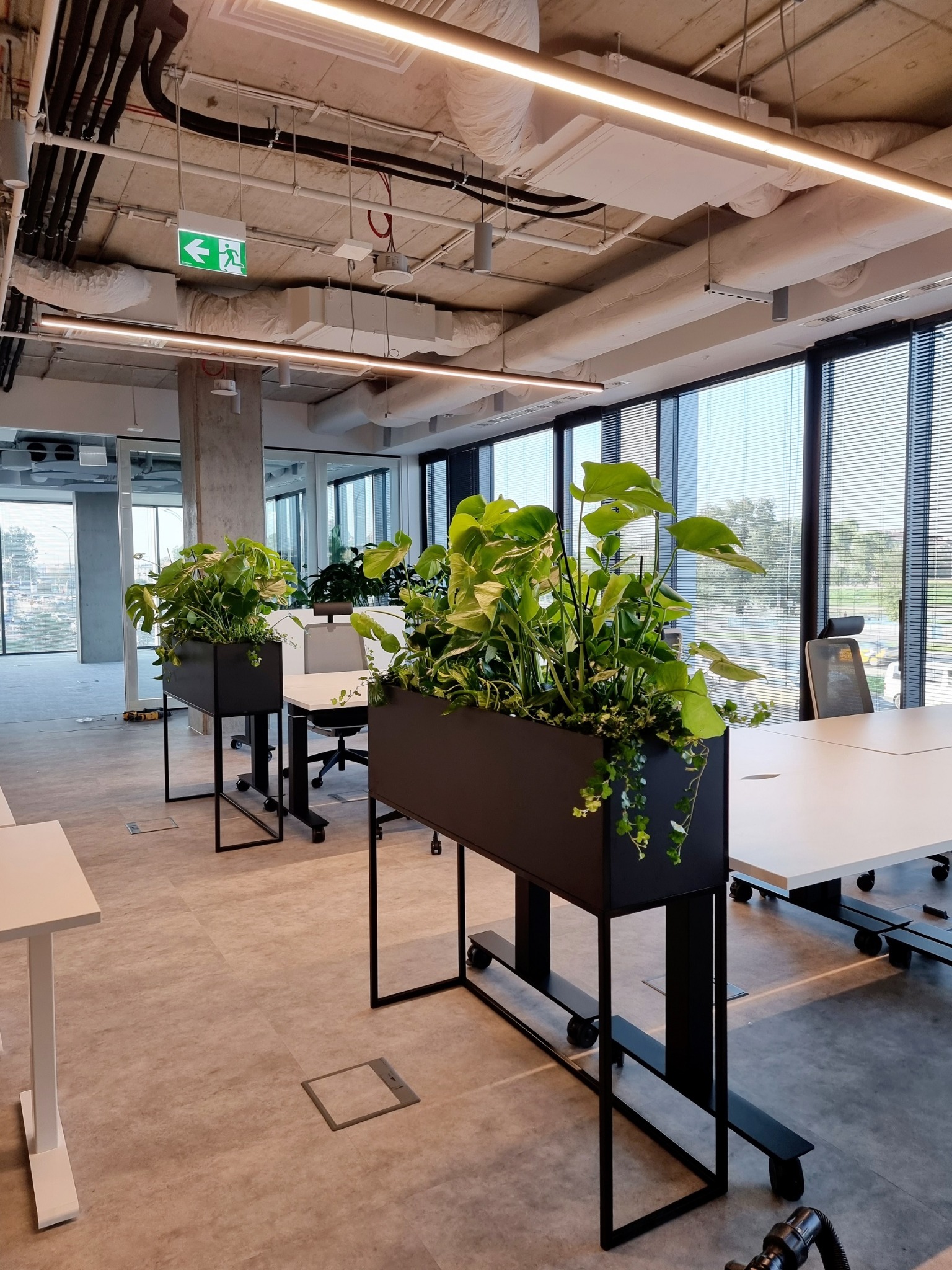 Nowoczesne donice z bujną roślinnością w biurze z betonowym sufitem, tworzące zieloną przestrzeń do pracy. Widoczne biurka i duże okna.