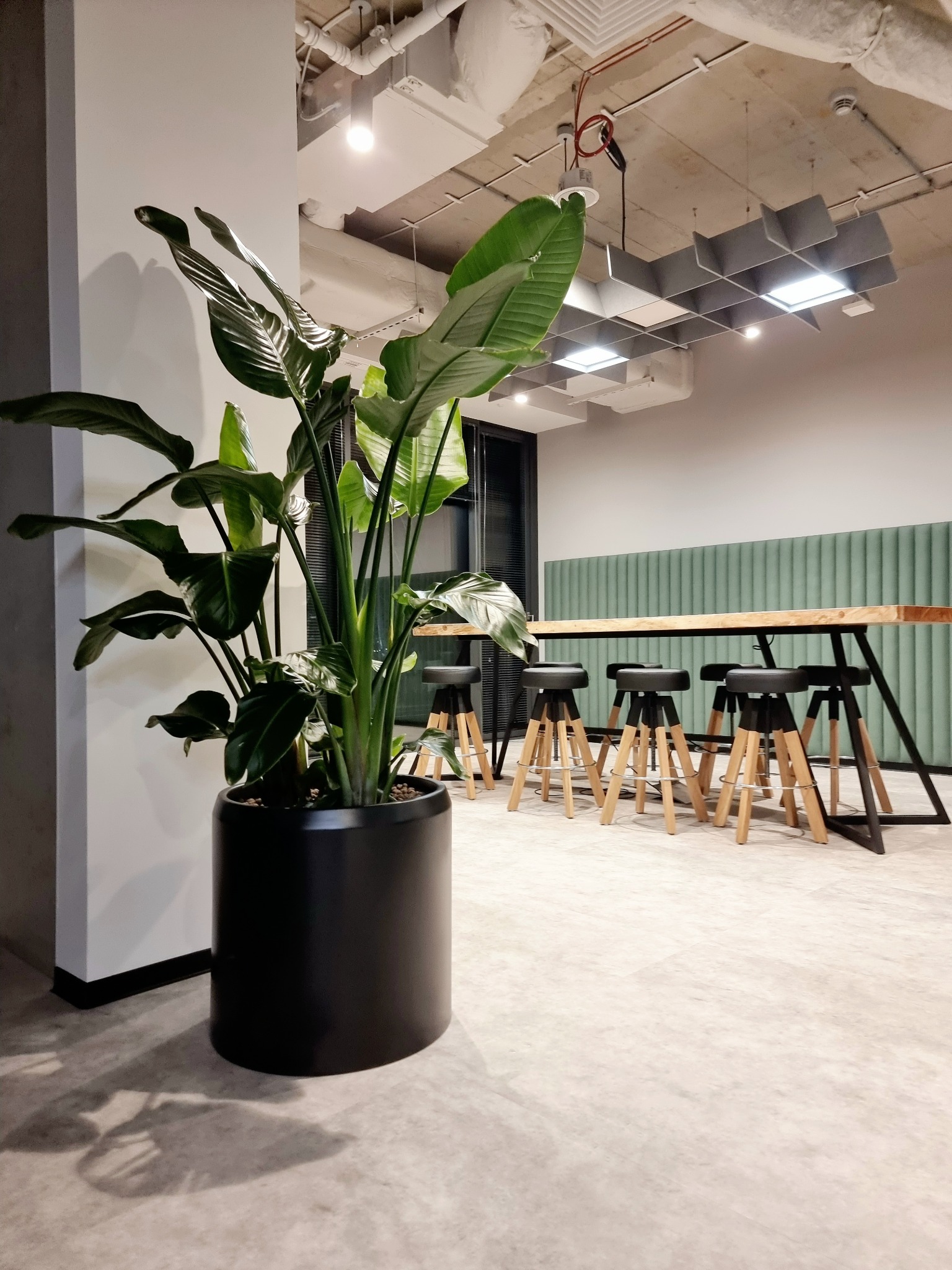 Wysoka roślina w czarnej donicy w nowoczesnym biurze. W tle drewniany stół z hokerami i panele ścienne. Oświetlenie sufitowe.