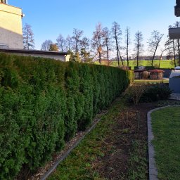 Przycinanie drzew Krzyżanowice 1