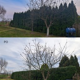 Paweł Bochenek - Zdjęcie 'przed i po' ukazujące drzewo owocowe po przycięciu gałęzi, z widocznym białym pniem i zielonym żywopłotem w tle. Porównanie stanu drzewa przed i po zabiegu.