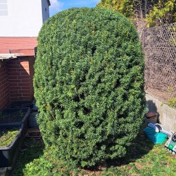Paweł Bochenek - Krzew iglasty w kształcie kuli, po formowaniu, na tle ogrodzenia z siatki i fragmentu budynku. Widoczne ślady po cięciu i opadłe igliwie.