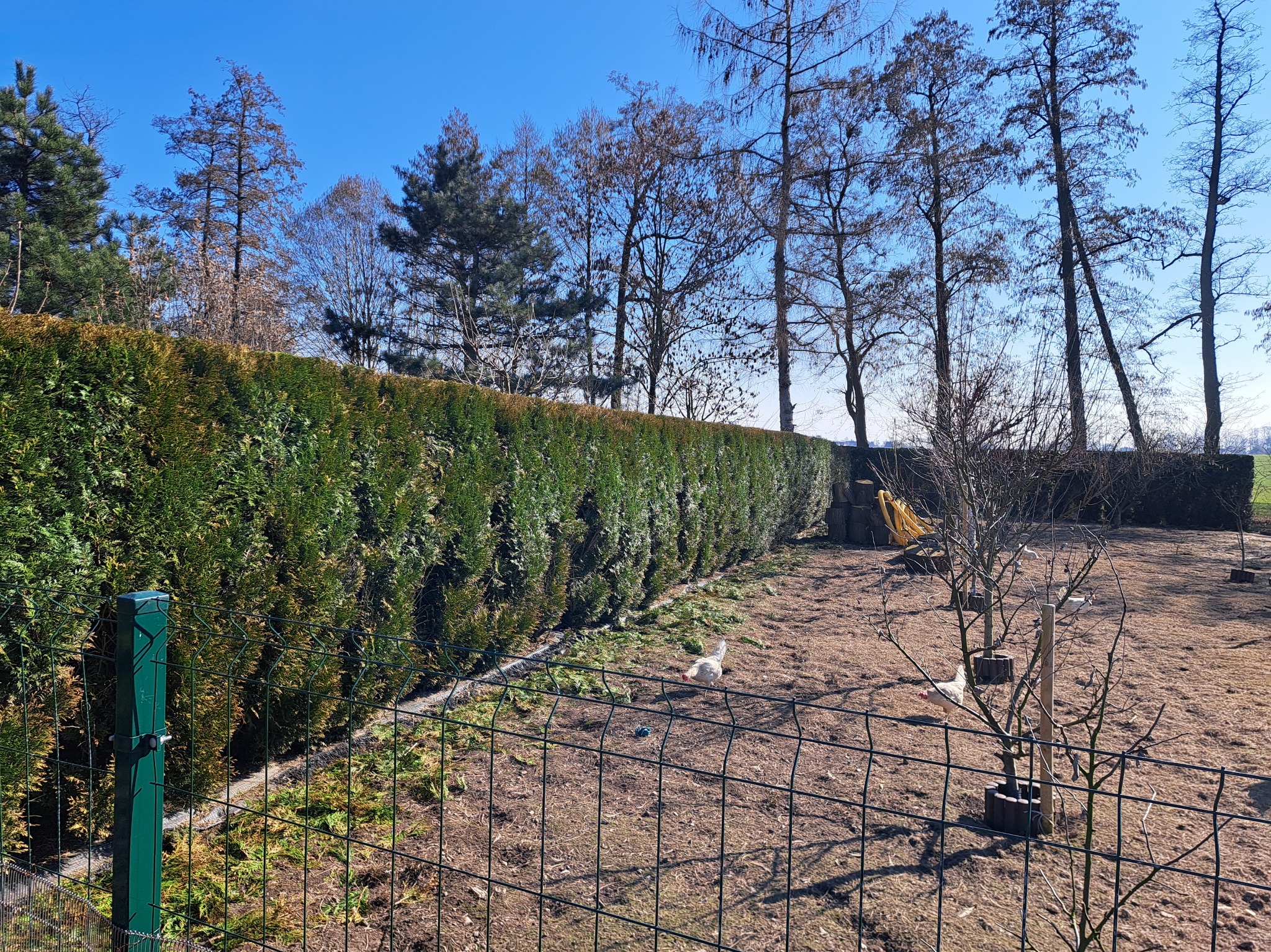 Długi, równo przycięty żywopłot z tui, widoczny zza metalowego ogrodzenia. Na ziemi leżą resztki po przycinaniu. W tle drzewa i błękitne niebo.