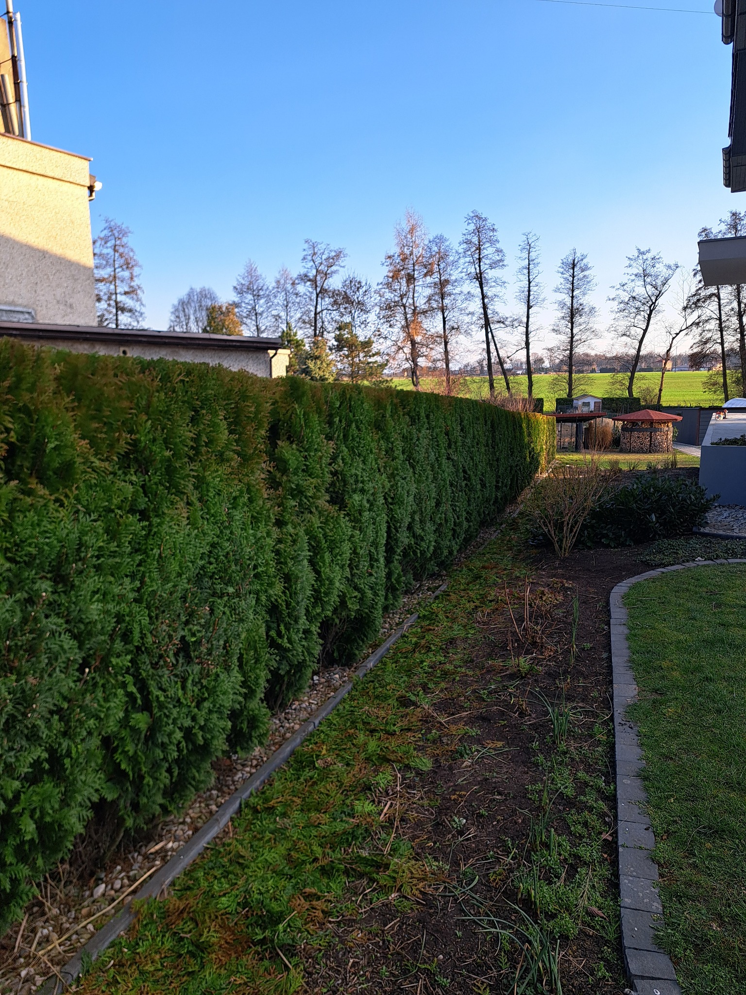 Równy szpaler zielonych tuj tworzy gęsty żywopłot w ogrodzie. Widoczne elementy architektury ogrodowej i budynek w tle, błękitne niebo.