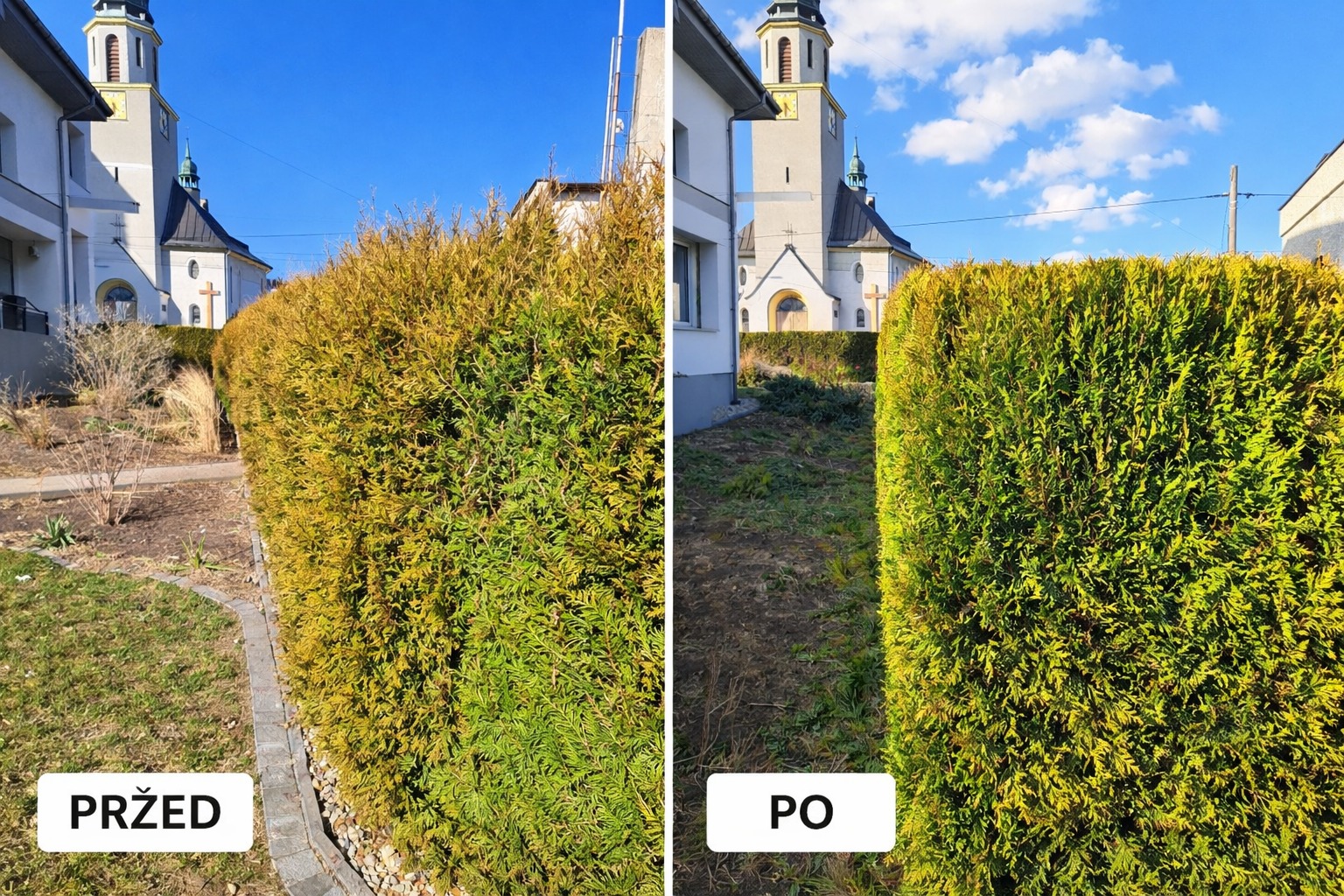 Żywopłot przed i po formowaniu, z widoczną różnicą w gęstości i kształcie. W tle budynek z wieżą. Porównanie efektu pielęgnacji roślin.