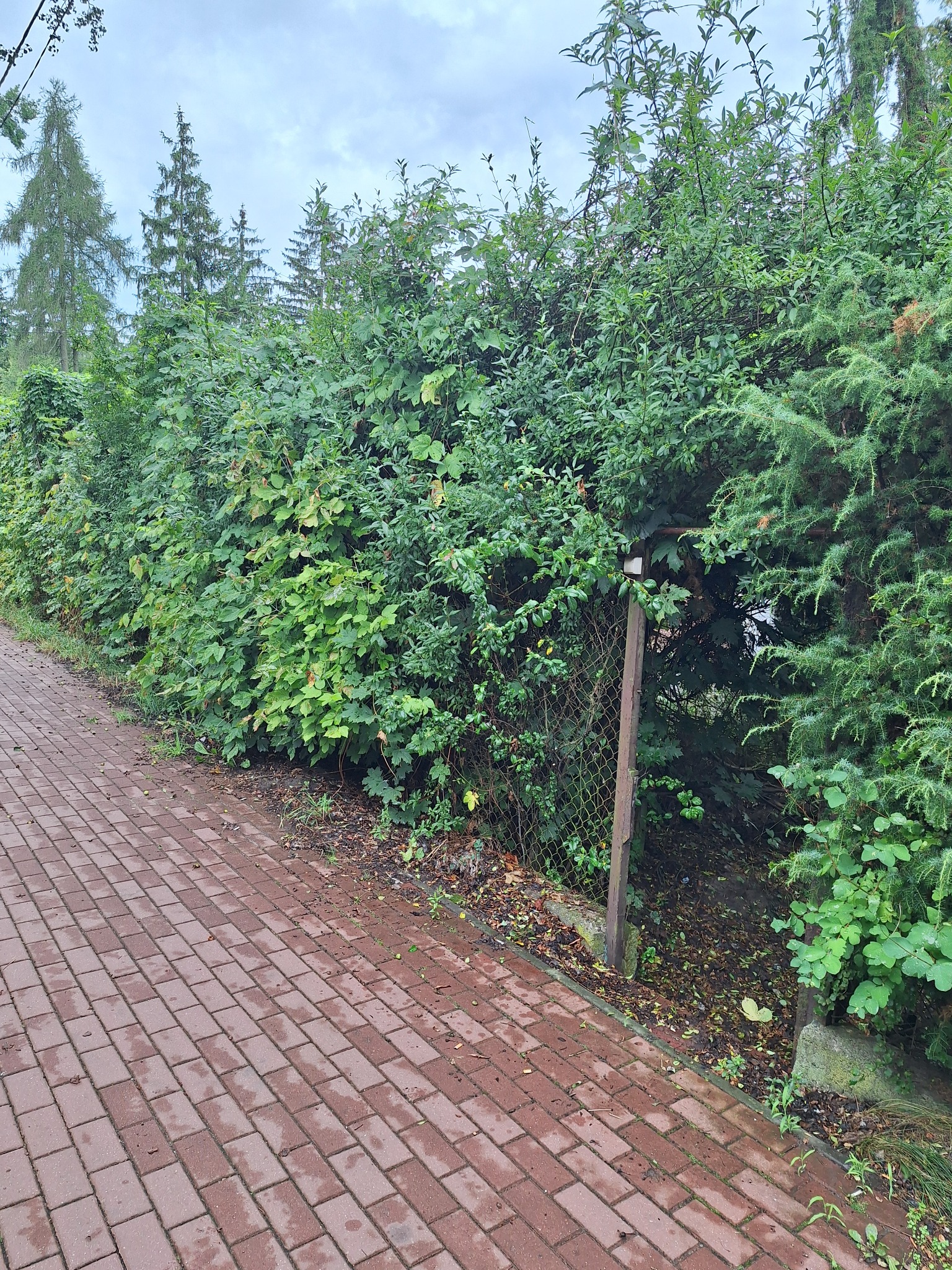 Długi, gęsty żywopłot z różnorodnych krzewów i drzew iglastych, oddzielający chodnik z czerwonej kostki od zarośniętego terenu. Fragment metalowej siatki ogrodzeniowej.