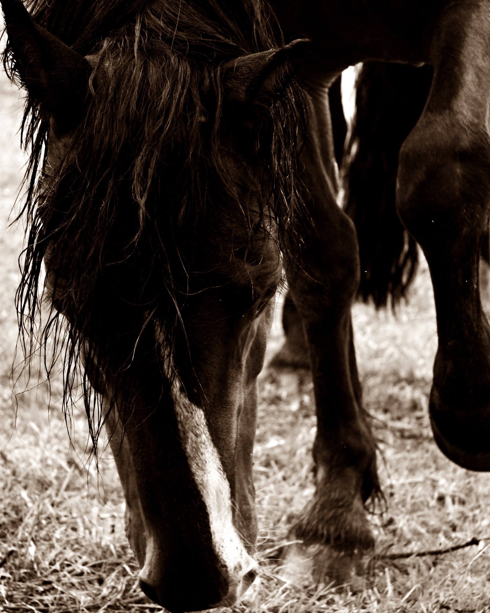 Monochromatyczne zbliżenie na głowę i przednie nogi konia podczas jedzenia trawy. Sierść konia jest ciemna i mokra, a trawa ma teksturę siana.