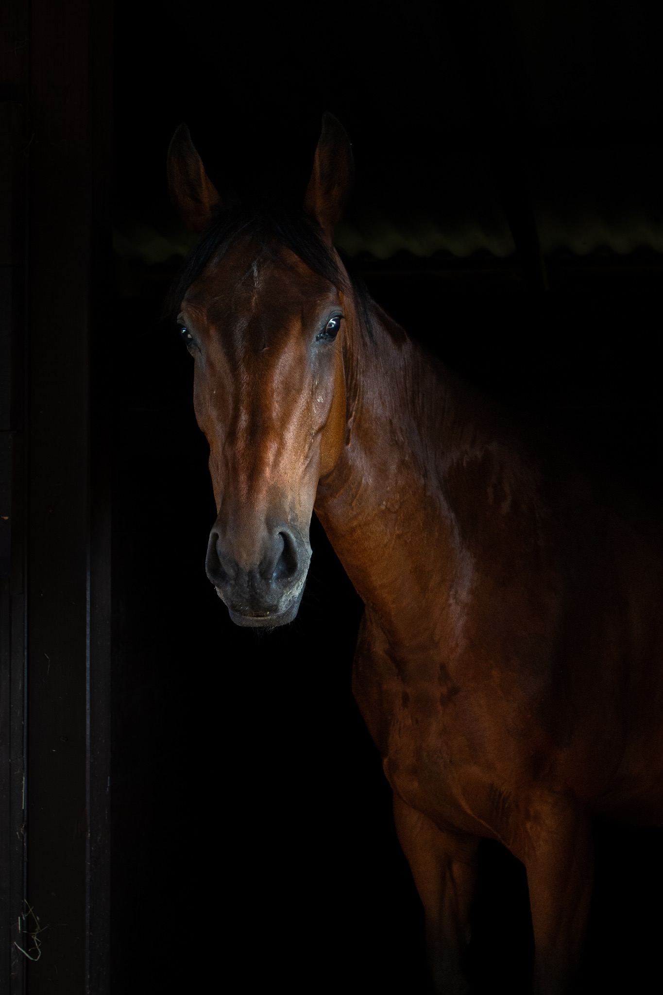Portret brązowego konia w ciemnej stajni, z głową lekko pochyloną i skierowaną w stronę widza, uchwycony w naturalnym oświetleniu.