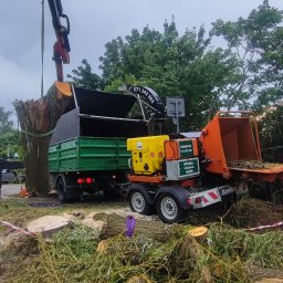 Wycinka drzew Gdynia 1