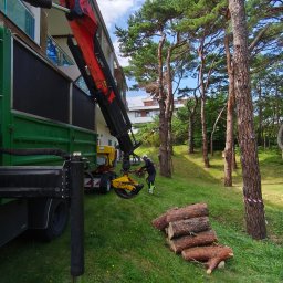 Wycinka drzew Gdynia 2