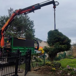 Wycinka drzew Gdynia 3