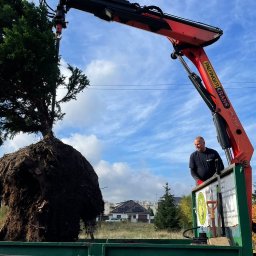 P.U.H. ALPE - EDWARD IDZI-JAROMIJ - Ciężki dźwig unosi duże drzewo z bryłą korzeniową nad zieloną skrzynią ciężarówki; w tle budynki i błękitne niebo z chmurami.