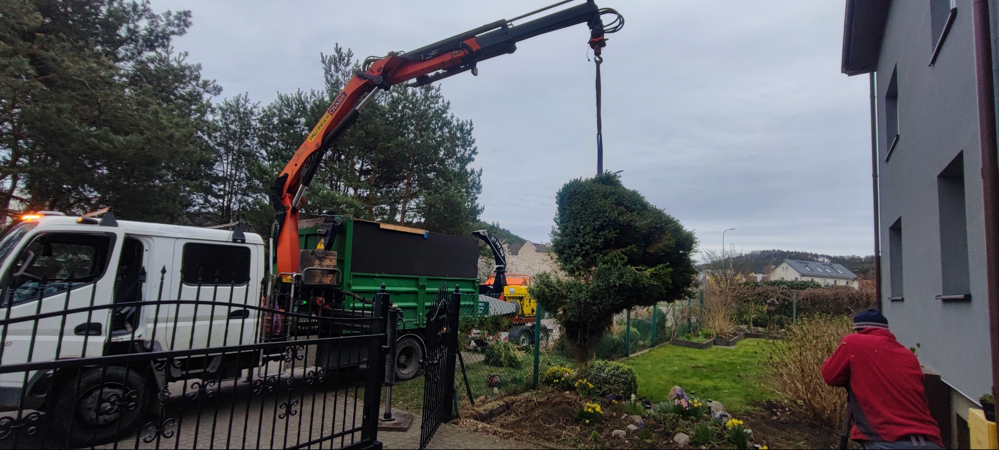 Przesadzanie dużego drzewa w ogrodzie za pomocą dźwigu samochodowego. W tle budynek mieszkalny i zieleń. Widoczny pracownik w czerwonej kurtce.