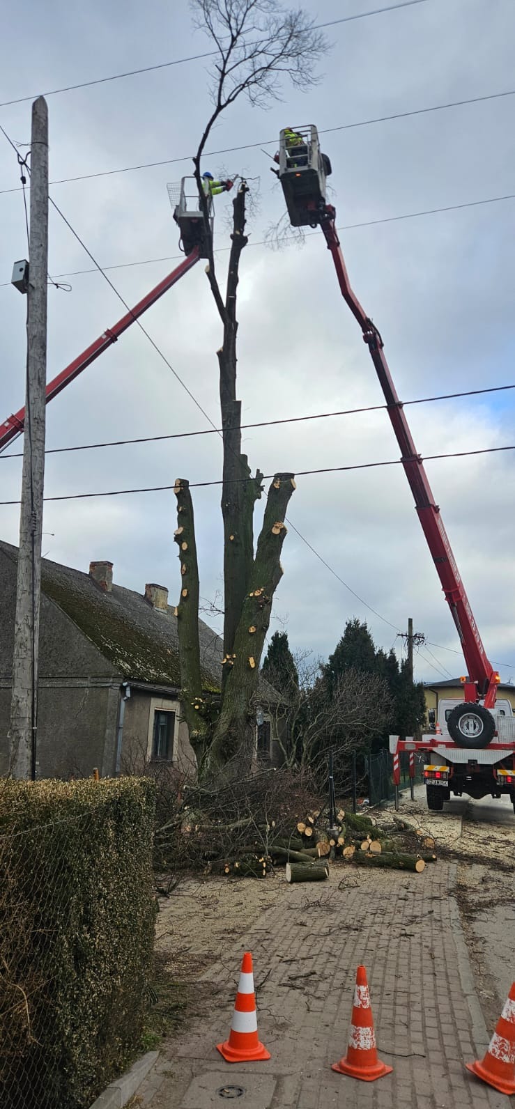 Arborysta w koszu podnośnika przycina drzewo. Na chodniku leżą ścięte gałęzie i pnie. W tle budynek i słup energetyczny. Prace zabezpieczone pachołkami.