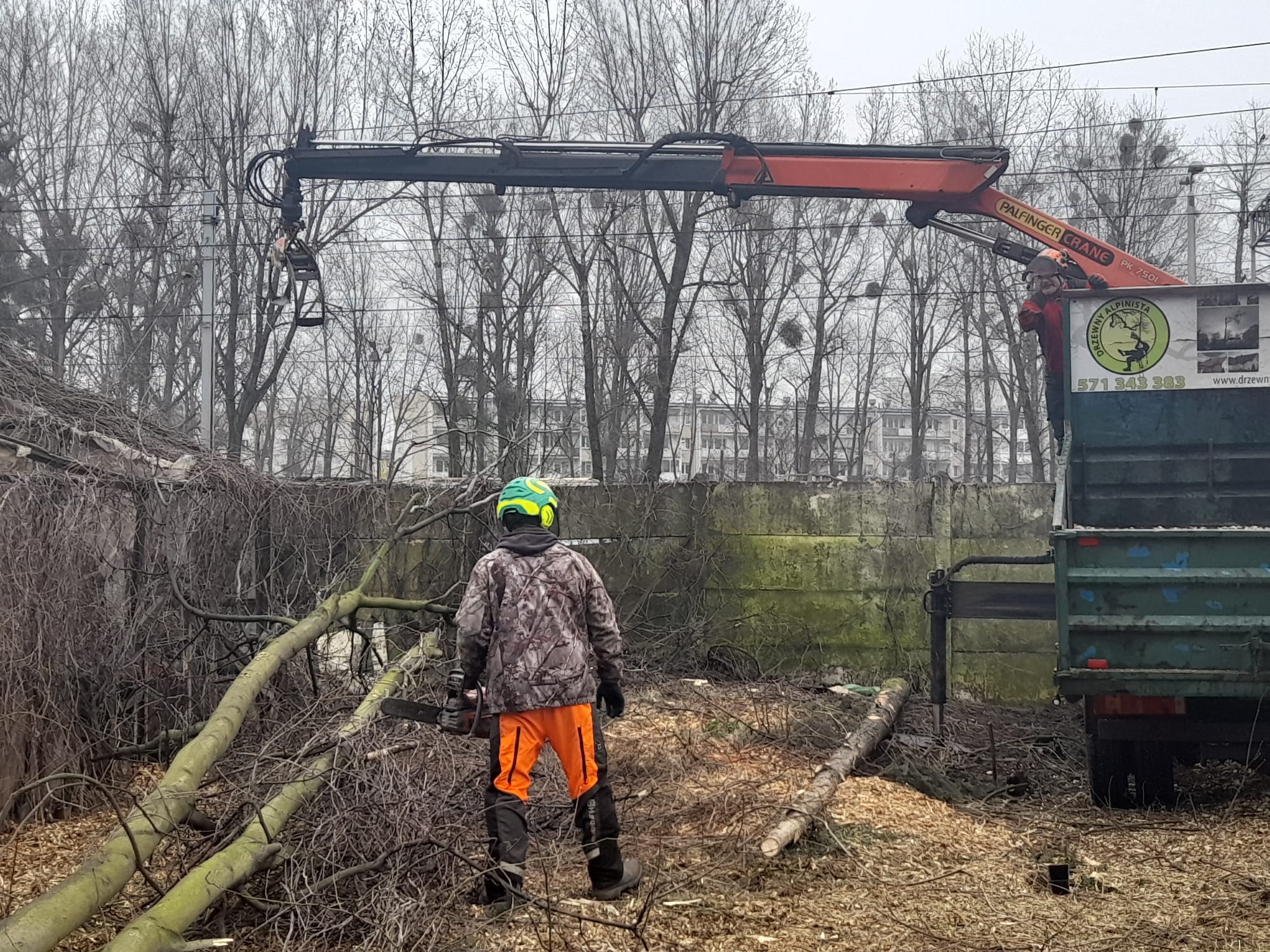 Pracownik w kasku tnie drzewo piłą spalinową. W tle ciężarówka z dźwigiem Palfinger Crane PK 7501 i ścięte gałęzie. Widok z tyłu, pochmurny dzień.