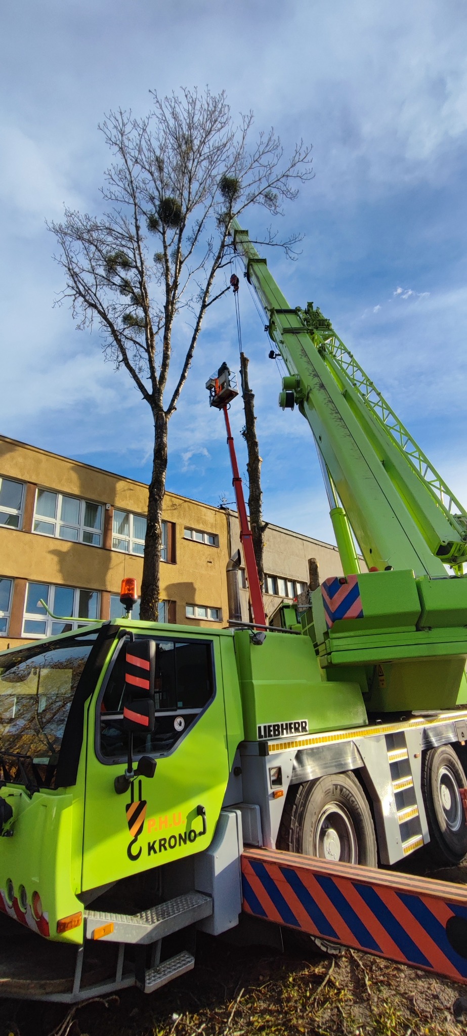 Praca w toku: Żuraw firmy Krono w akcji podczas wycinki drzewa z jemiołą, z podnośnika koszowego pracownik usuwa gałęzie. Budynek w tle, błękitne niebo.