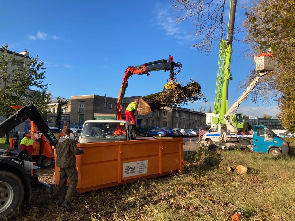Profesjonalna wycinka drzew w mieście: dźwigi i pracownicy usuwają gałęzie do kontenera. Widoczny budynek w tle i sprzęt do rozdrabniania gałęzi.