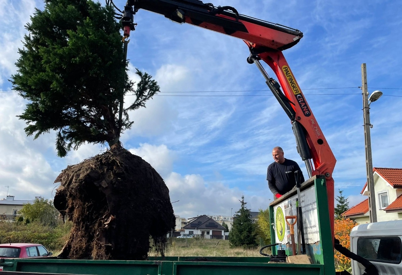 Ciężki dźwig unosi duże drzewo z bryłą korzeniową nad zieloną skrzynią ciężarówki; w tle budynki i błękitne niebo z chmurami.