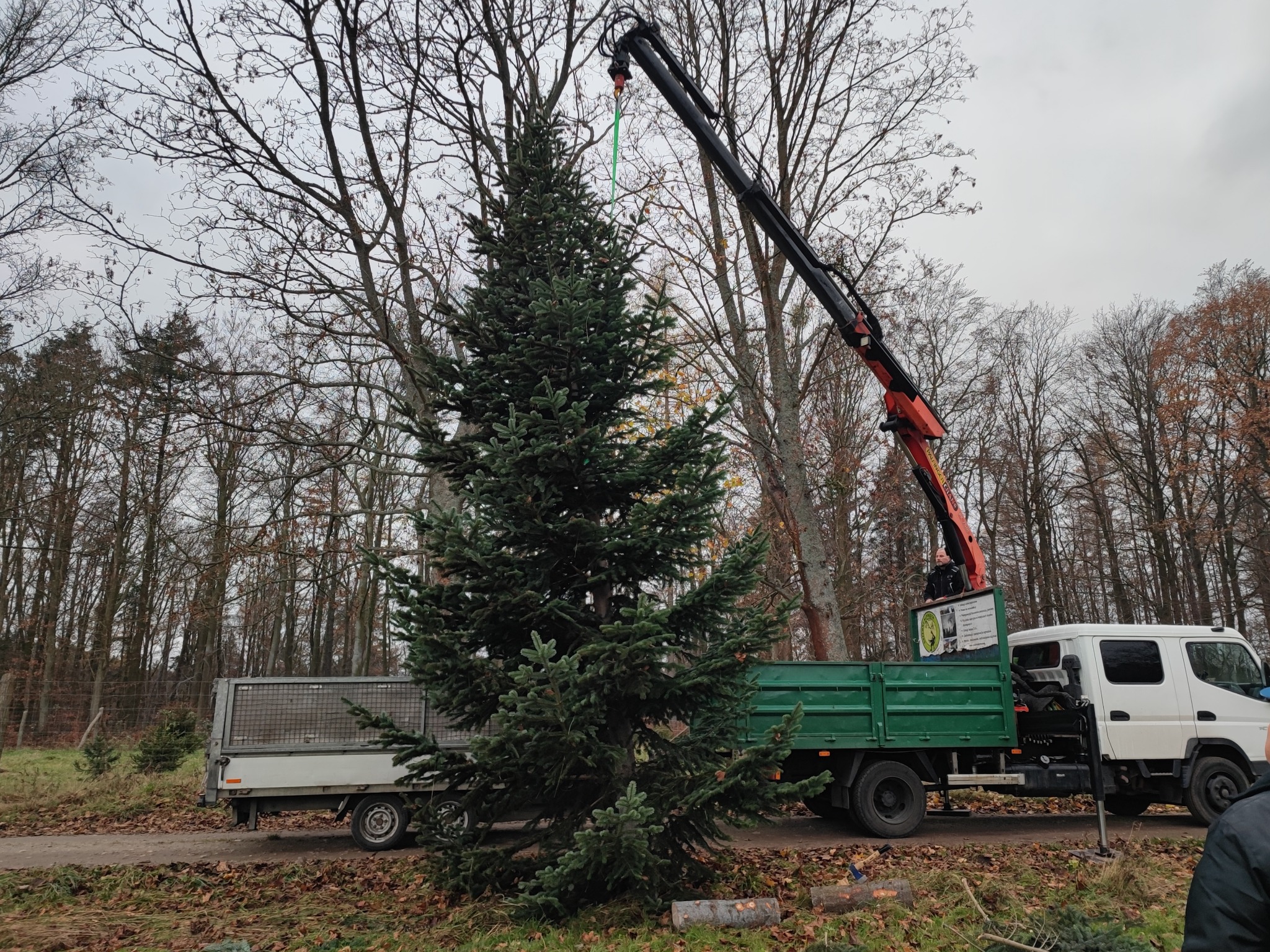 W Gdyni, transport choinki z użyciem dźwigu samochodowego. Na przyczepie widoczna kolejna choinka. Drzewa iglaste na tle lasu liściastego, jesienna sceneria.
