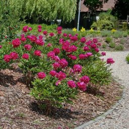 Tworzenie rabat kwiatowych