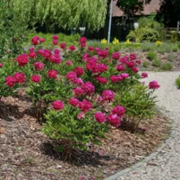 Tworzenie rabat kwiatowych