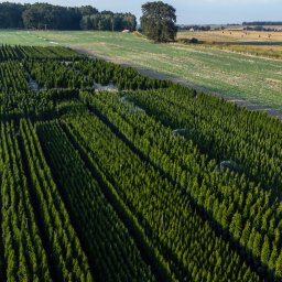 USŁUGI OGRODNICZE- MAŁGORZATA BŁASZCZAK - Wykopy Majdan Brzezicki