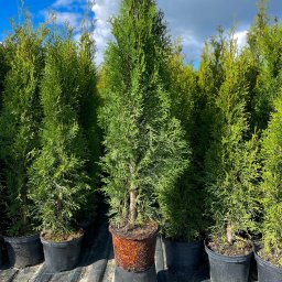 Sadzenie drzew Majdan Brzezicki 1