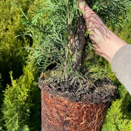 Sadzenie drzew Majdan Brzezicki 2