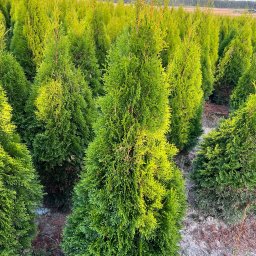 Sadzenie drzew Majdan Brzezicki 4