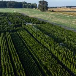 USŁUGI OGRODNICZE- MAŁGORZATA BŁASZCZAK - Szkółka drzew iglastych z systemem nawadniania, widok z góry. Równe rzędy drzewek na tle pól uprawnych i lasu. W tle samotne drzewo.