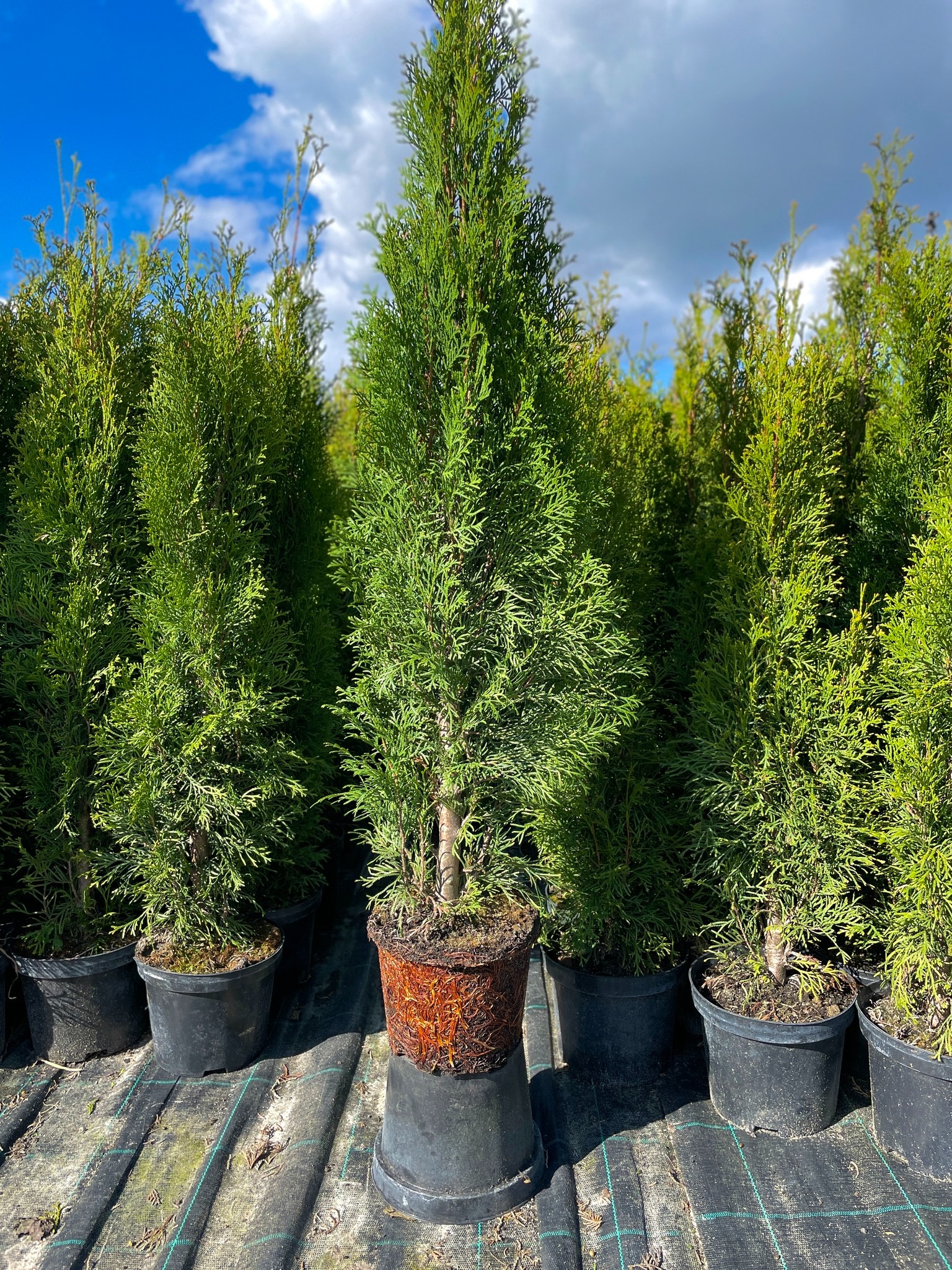 Rząd tuj w czarnych donicach, jedna tuja wyróżnia się korzeniami wystającymi z donicy, na tle błękitnego nieba z chmurami.
