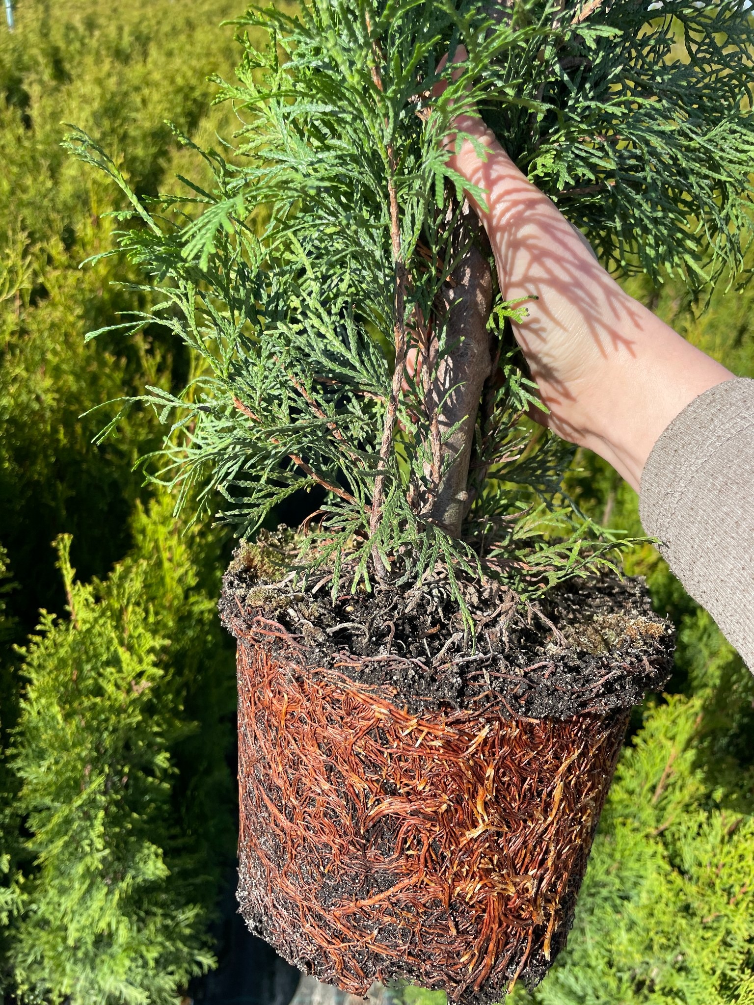 Ręka trzyma sadzonkę tui z widocznym systemem korzeniowym, gotową do posadzenia, na tle innych drzewek. Słoneczny dzień.